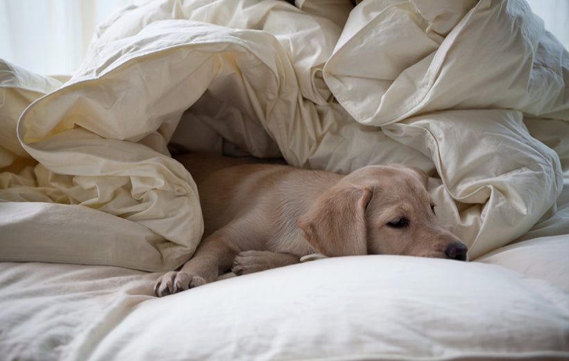 Kinderdekbed - 150 gram Dons ALKEOS 105x150 cm