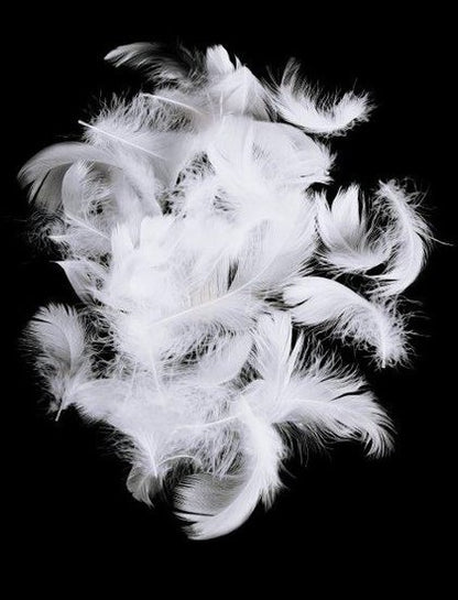 250 gram m2 eenden donzen dekbed - ALKEOS