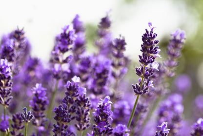 Aromatherapie lavendelkussentje - LAVENDEL