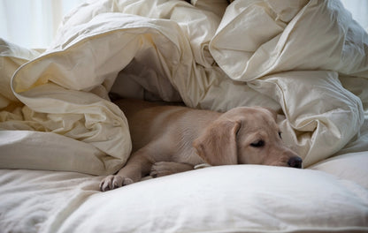 Kinderdekbed - 150 gram Dons ALKEOS 105x150 cm